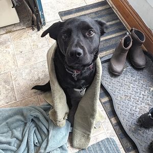 🌹The best boy follow Game! 😎 Not For Sale